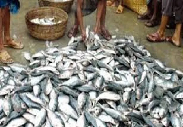 গজারিয়ায় লঞ্চ থেকে ৭০০ কেজি জাটকা জব্দ