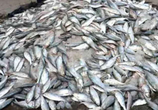 পাথরঘাটায় ৩ মণ জাটকা জব্দ