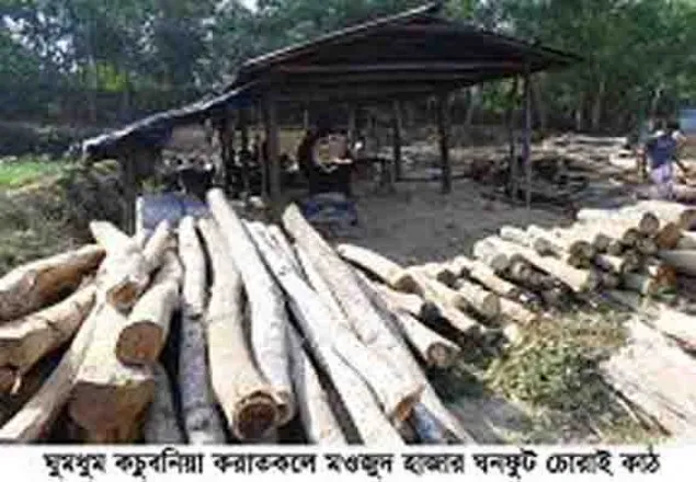 উখিয়ার সীমান্তে ৫ টি অবৈধ স’মিল গিলে খাচ্ছে সবুজ বনাঞ্চল