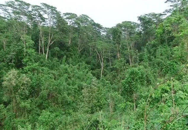 ২১ শে মার্চ পালিত হবে বিশ্ব বন দিবস