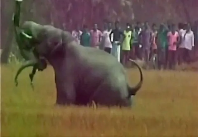 বন্য হাতির আক্রমণে নিহত ৫