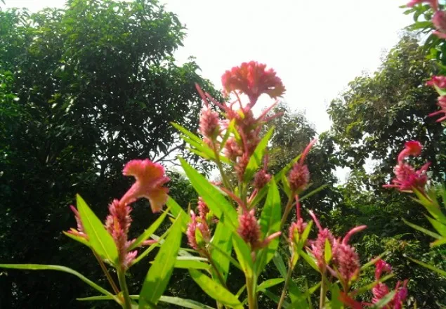 ফুল গাছ লগাতে সরকারি ছুটি