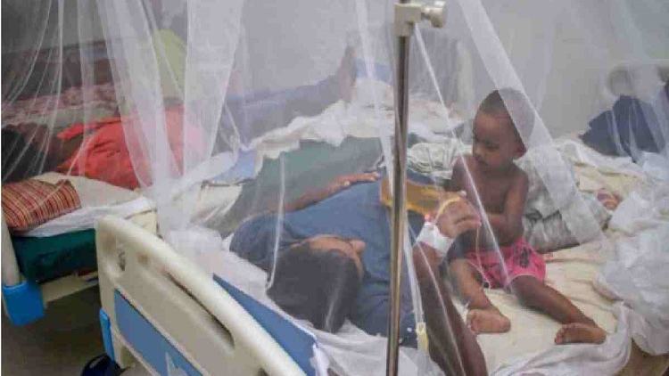 7 dengue patients die, 983 hospitalized in 24hrs