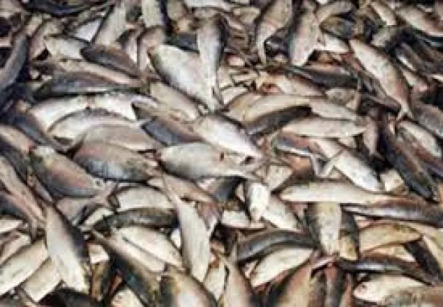 কীর্তনখোলা থেকে একশ মণ জাটকা জব্দ