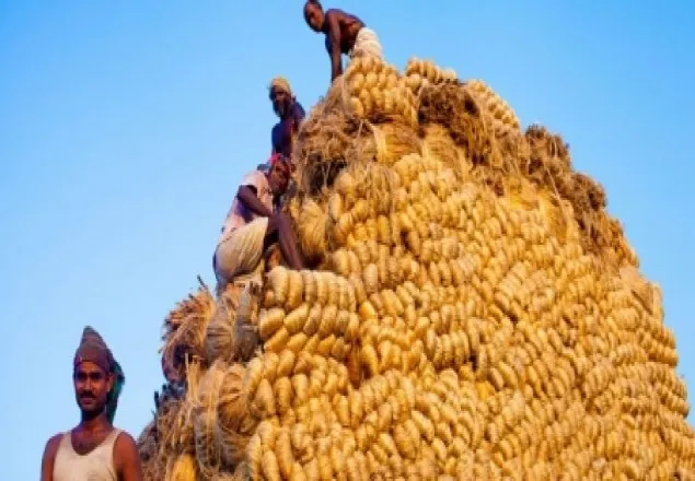 কাঁচা পাট রফতানির নিষেধাজ্ঞা প্রত্যাহার