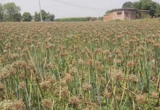 আগাম দুর্যোগে পণ্ড পেঁয়াজ চাষের ভবিষ্যৎ