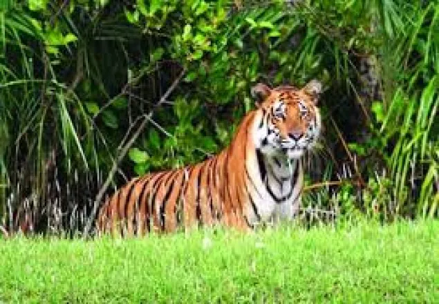 সুন্দরবনের ৪ বনরক্ষী বরখাস্ত