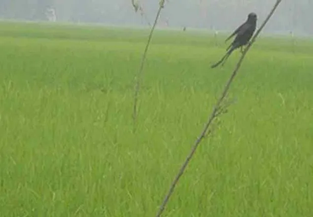 ধানের পোকা দমনে পাচিং পদ্ধতি
