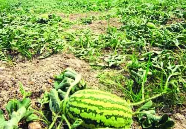নোয়াখালীতে অবিরাম শিলাবৃষ্টিতে কৃষকদের মাথায় হাত 