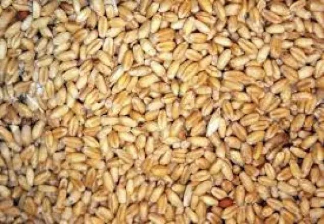 ফের খালাসের অপেক্ষায় রাশিয়ার নষ্ট গম