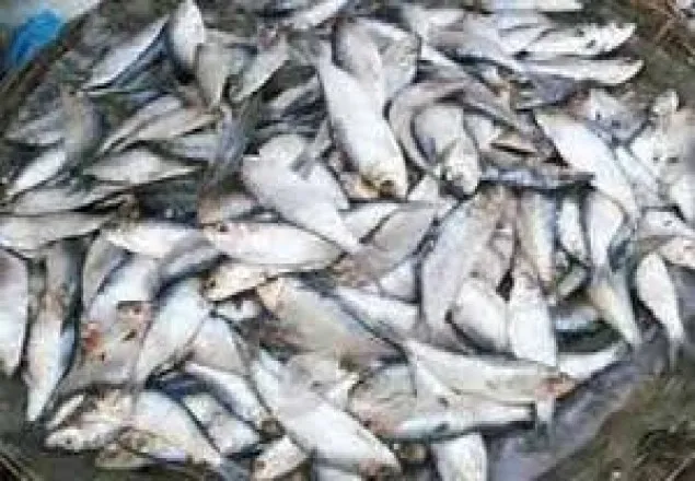 বরিশালে ৫০ মণ জাটকাসহ ৩ জন আটক