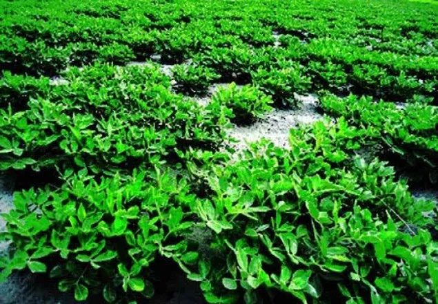 গাইবান্ধার চরে বাদামের বাম্পার ফলনের সম্ভাবনা