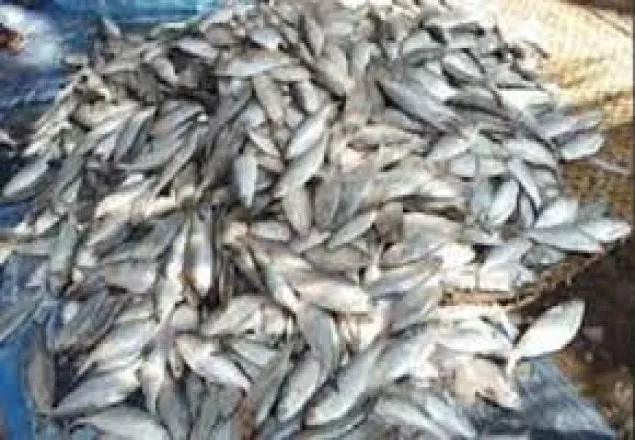 ভোলানাথ নদী থেকে ২০ মণ জাটকা জব্দ 