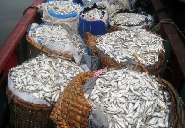 শ্রীপুরে ৫০ মণ জাটকা জব্দ