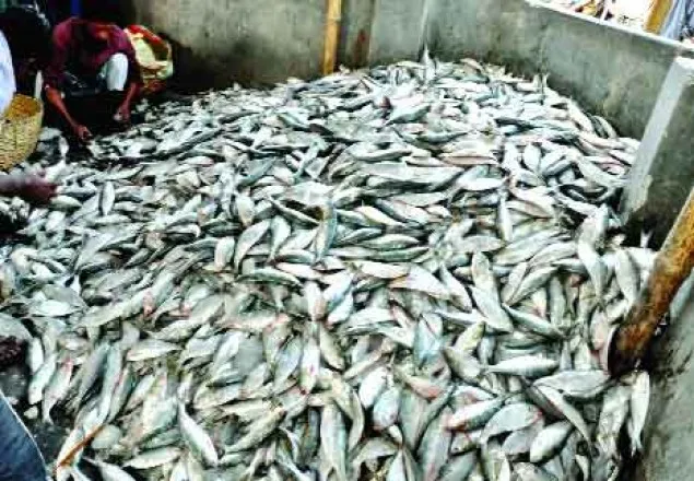 বরিশালে ১০ মণ জাটকা জব্দ, চলছে বিতরণ