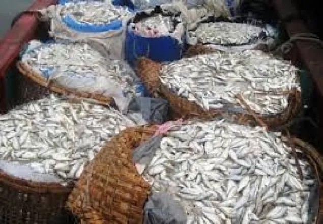 পাথরঘাটায় তিন ট্রাক জাটকা জব্দ