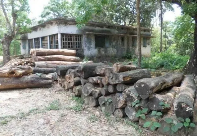 উখিয়ায় নষ্ট হচ্ছে মূল্যবান কাঠ, সরকার হারাচ্ছে রাজস্ব
