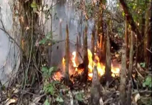ফের আগুন সুন্দরবনে
