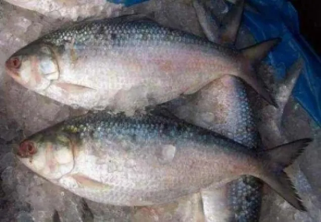 'ইলিশ' খেল না পুলিশ