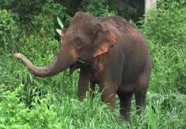 বন্য হাতির আক্রমণে বৃদ্ধার মৃত্যু