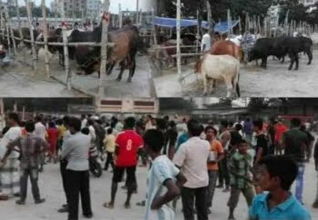 নীলফামারীতে অবৈধ গরু-ছাগলের হাট উচ্ছেদ