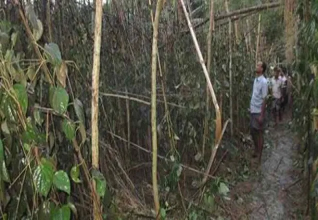 কালীগঞ্জে পানের বরজে আগুন, ৪ লক্ষাধিক টাকার ক্ষতি