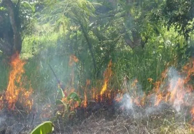 সুন্দরবনে আগুন : ৬ জনের বিরুদ্ধে মামলা