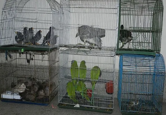 গাজীপুর থেকে পাখি ও বন্যপ্রাণী উদ্ধার, আটক ১