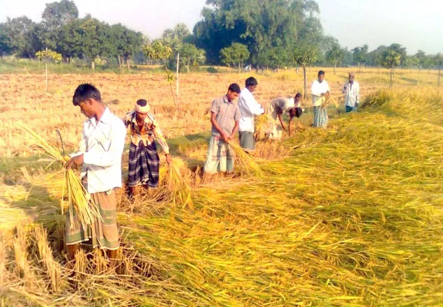 লোকসানের কারনে আগ্রহ হারাচ্ছে কৃষক