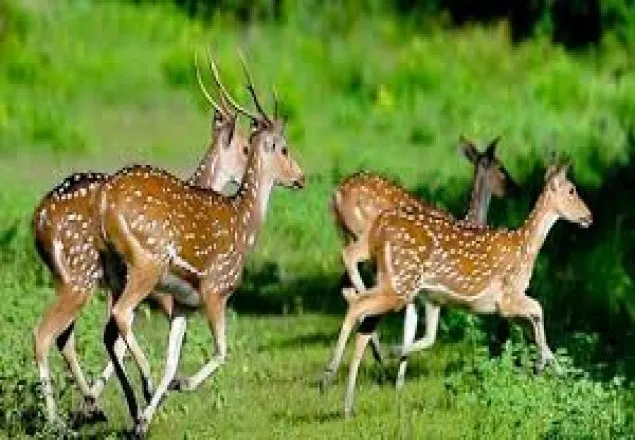 সুন্দরবনে ৪০ কেজি হরিণের মাংস উদ্ধার