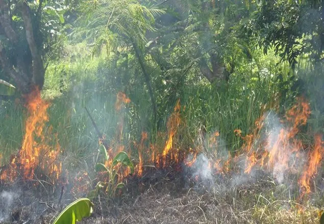 তৃতীয় দফায় আগুন লেগেছে সুন্দরবনে