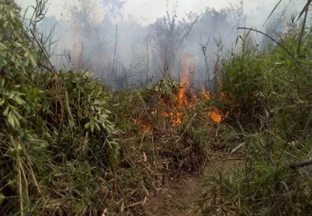সুন্দরবনের আগুন নিয়ন্ত্রণে 