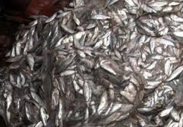 বরিশালে ১৫০ মণ জাটকা জব্দ