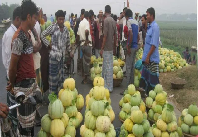 কুমিল্লায় বাঙ্গির বাম্পার ফলন