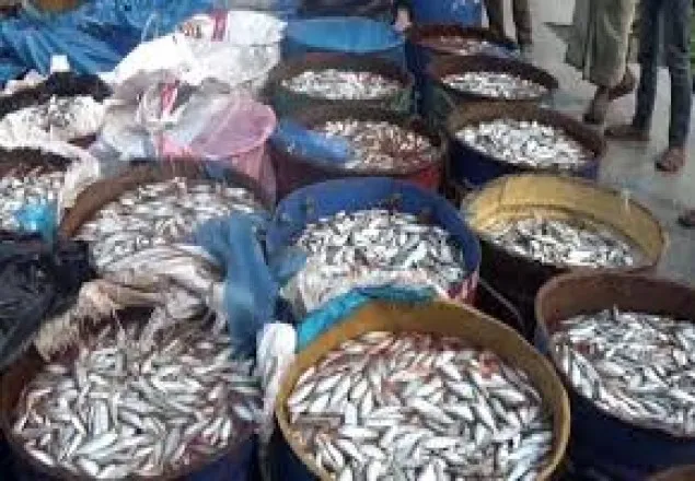 চট্টগ্রামে ৫০ টন জাটকাসহ জাহাজ জব্দ