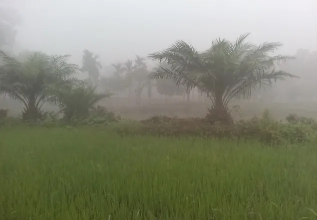 ঠাকুরগাওয়ে তাপমাত্রা প্রায় ৪০ ডিগ্রি হলেও সকলে কুয়াশা