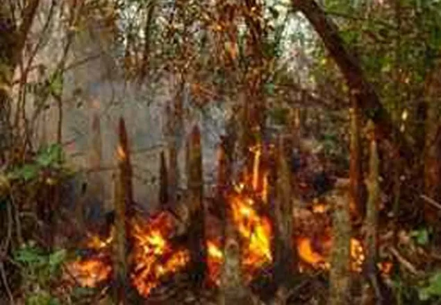 সুন্দরবনের চাঁদপাই রেঞ্জে আগুন