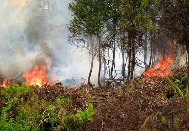 সুন্দরবনে আগুন: চাঁদপাই রেঞ্জে বিশেষ সতর্কতা জারি 
