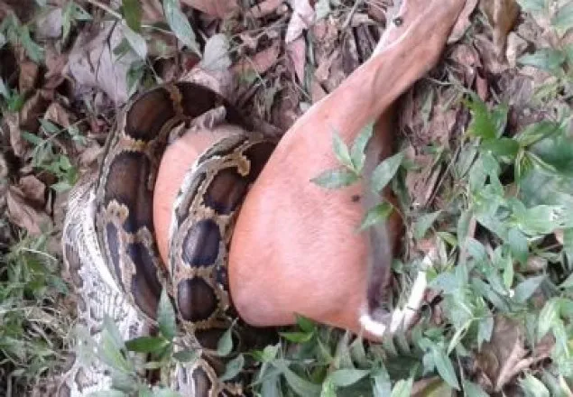 শ্রীমঙ্গলের লাউয়াছড়ায় অজগর গিলে খেল হরিণ