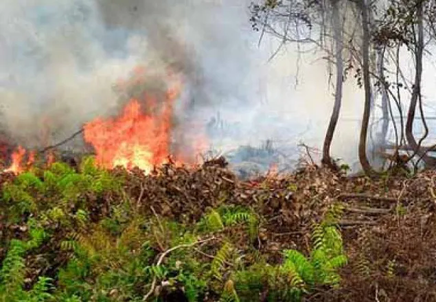 সুন্দরবনে যারা আগুন দিয়েছে তারা দেশের শত্রু