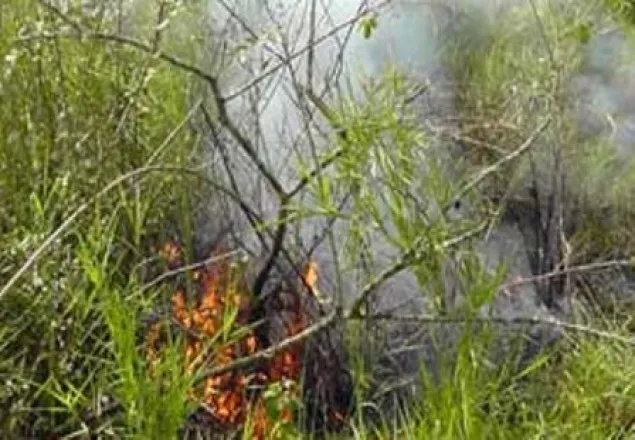 সুন্দরবনের অগ্নিকাণ্ড পরিকল্পিত