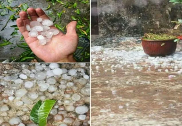 দিনাজপুরে শিলাবৃষ্টিতে ফসলের ব্যাপক ক্ষয়ক্ষতি