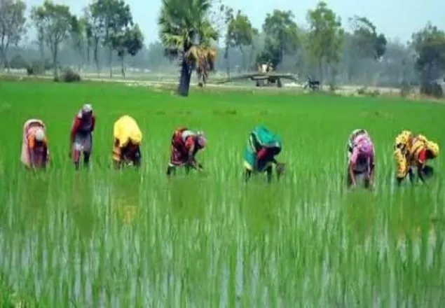 একই কাজে পুরুষের মুজুরি ২৫০ নারীদের ১৫০
