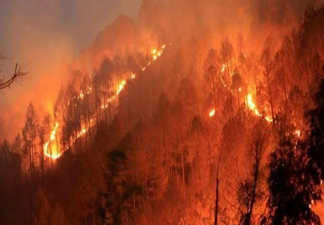 উত্তরাখণ্ডে দাবানলে ৭ জন নিহত