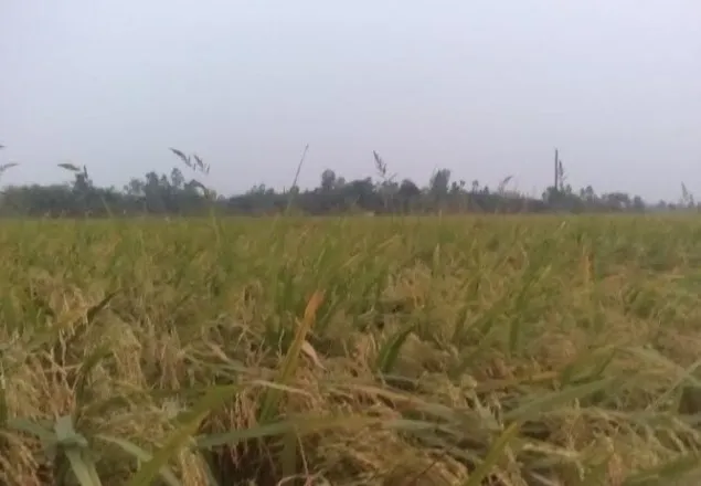 ঠাকুরগাঁওয়ে বোরো ধানের বাম্পার ফলনের সম্ভবনা