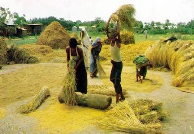 চাটখিলে বোরো ধানের বাম্পার ফলনেও হতাশ কৃষক