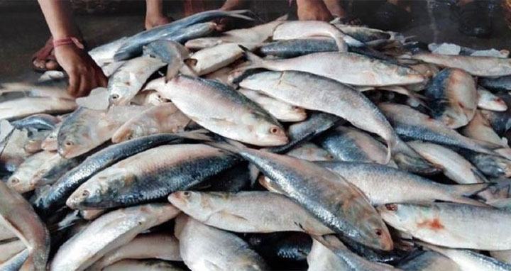 বরগুনায় ঝাঁকে ঝাঁকে ইলিশ ধরা পড়ায় দামে স্বস্তি