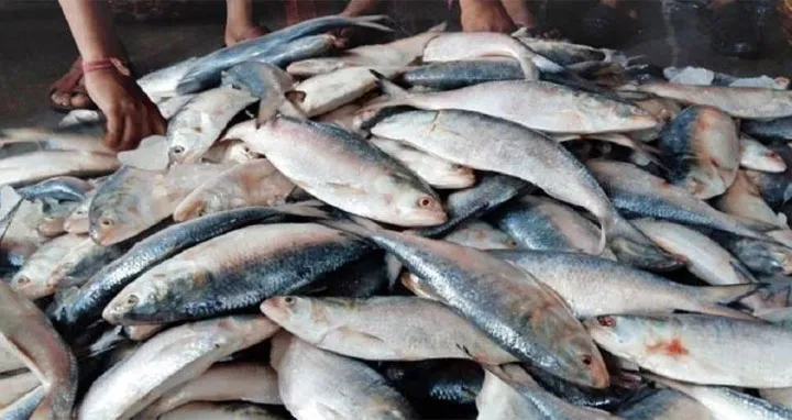 বরগুনায় ঝাঁকে ঝাঁকে ইলিশ ধরা পড়ায় দামে স্বস্তি
