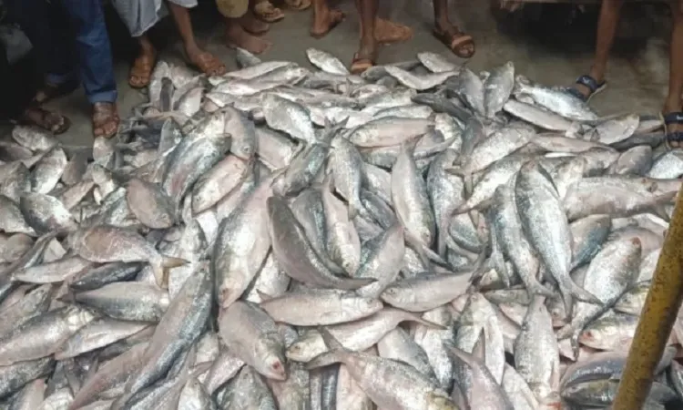 এক ট্রলারেই ৩৯ মণ ইলিশ, ১৬ লাখে বিক্রি