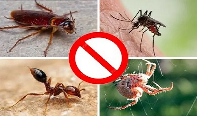 গরমে ঘরের পোকা-মাকড় দূর করার সহজ উপায়